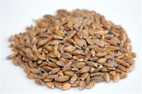 Einkorn Wheat