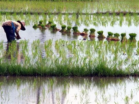 About Kedah Kedah Is Also Known As Jelapang Padi Malaysia