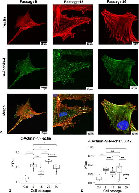 Actinin Staining And Colocalization Analysis In Mscwj Cells A