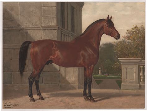 Paardenrassen Otto Eerelman De Geschiedenisbibliotheek Van Groningen