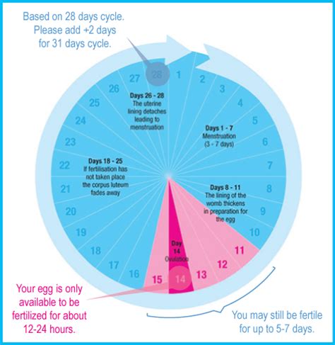 How to Conceive a Baby Boy? 8 Tips I will be trying!