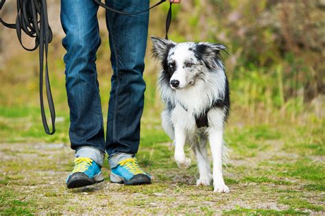 Leash Training a Puppy or Dog: Step by Step Guide - Tractive