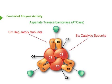 Enzyme Regulation I Ppt Download