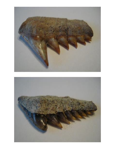 cow shark teeth 1 - Member Collections - The Fossil Forum