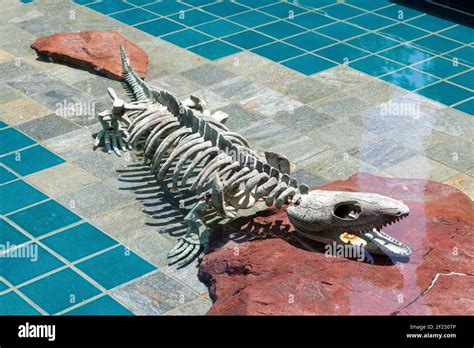 Crocodile Skeleton Hi Res Stock Photography And Images Alamy