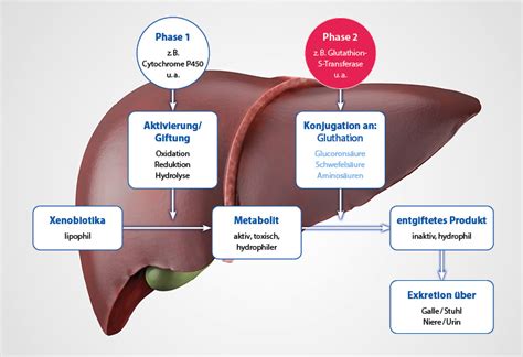 Glutathion S Transferase Gene