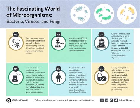 Bacteria Vs Viruses Vs Fungi Microorganisms Infographic Template Venngage