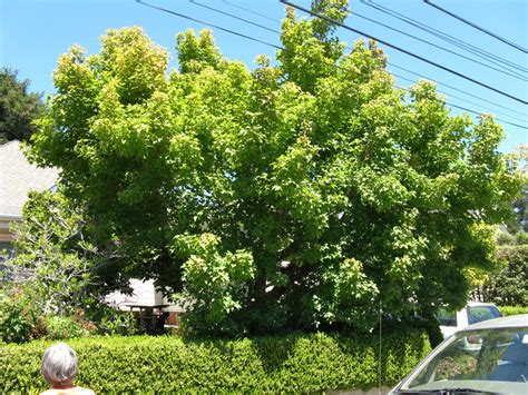 Trees Of Santa Cruz County Liquidambar Formosana Chinese Or Formosan