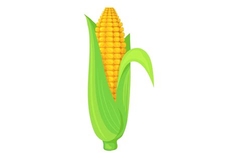 Maize Corn Cob