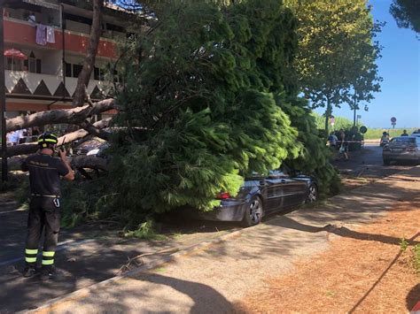 Silvi Grosso Albero Cade Su Auto E Moto Parcheggiate Abruzzo Cityrumors