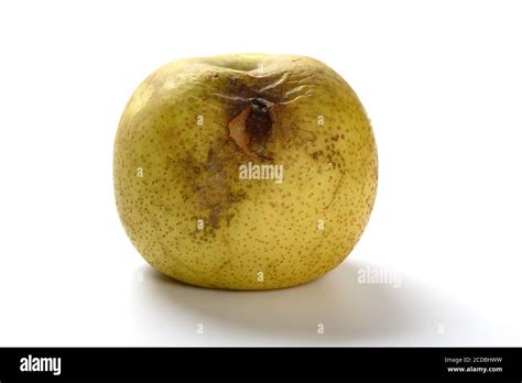 Rotten Snow Pear On White Background Stock Photo Alamy