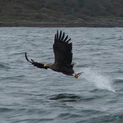 Isle of Mull Scotland its wildlife, history, accommodation and tourism ...