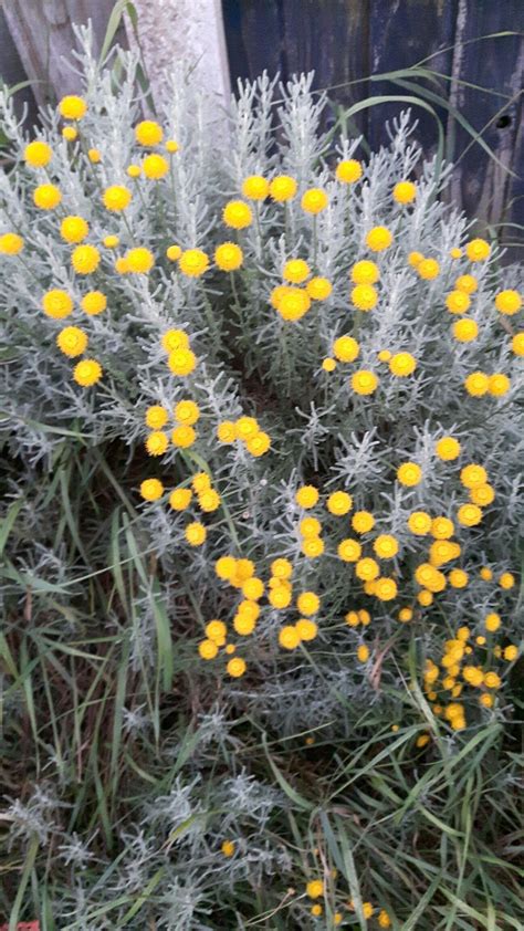 Yellow lavender My Flower, Flowers, Lavender, Yellow, Plants, Plant ...