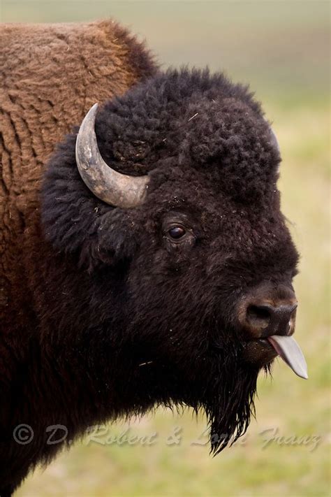 Bull bison during the rut in Yellowstone National Park | Buffalo animal ...