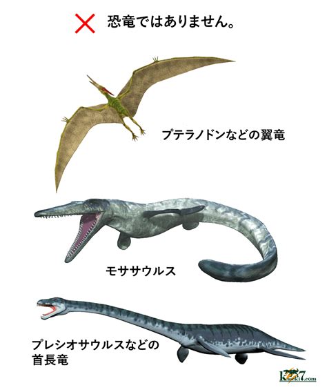 意外と知らない恐竜の種類 恐竜化石に関するコラム【三葉虫アンモナイトサメの歯】