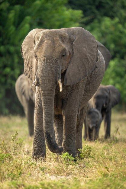 Premium Photo | African bush elephant herd walks towards camera