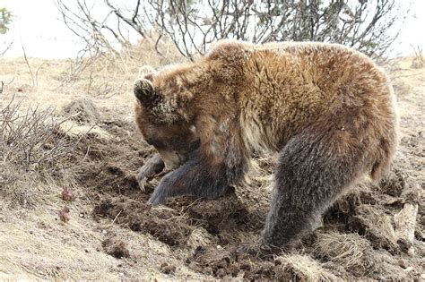 Picture Brown Bears Bears Animal