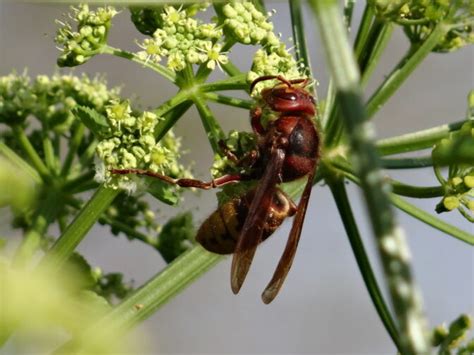 La reine des frelons Nature en ville à Cergy Pontoise