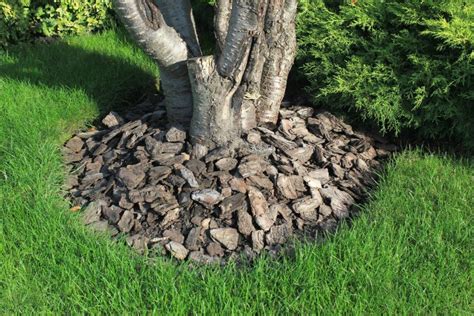 Landscaping Around A Tree With Exposed Roots