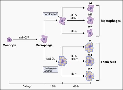 Conversion Of Human M Csf Macrophages Into Foam Cells Reduces Their