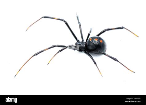 Latrodectus mactans - southern black widow or the shoe button spider ...