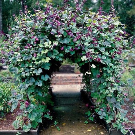 Hyacinth Bean Vine Seeds Dolichos Lablab 10seeds