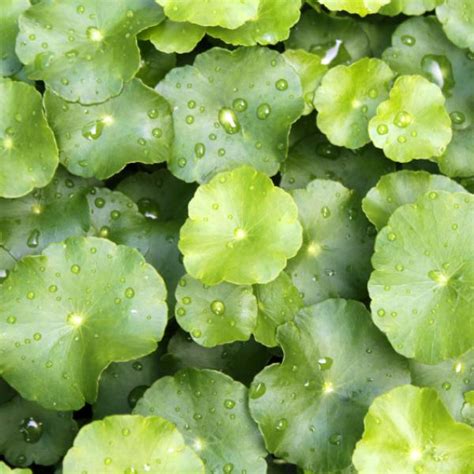 Centella Asi Tica Usos Beneficios Propiedades La Centella