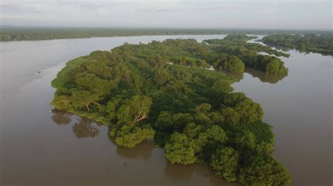 Aerial view egret birds habitat at tree 8610215 Stock Video at Vecteezy