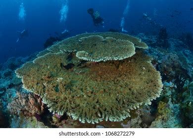 3,381 Papua new guinea coral reef Images, Stock Photos & Vectors ...