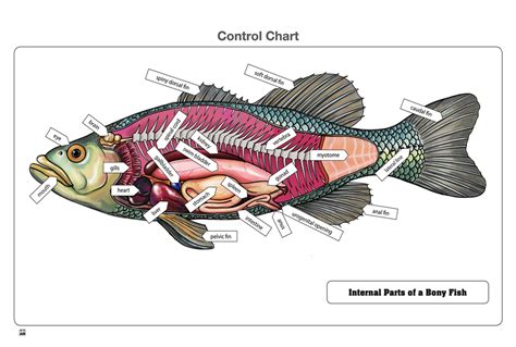 Montessori Materials Internal Parts Of A Bony Fish Puzzle With