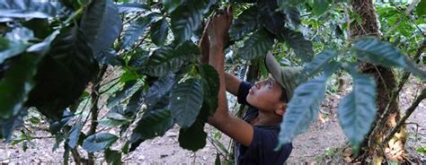 Trabajo infantil en América Latina alcanza los nueve millones Infobae