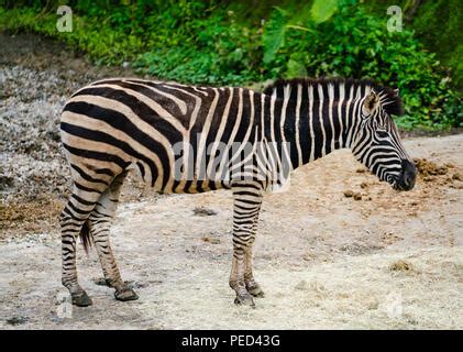 Gr Vy S Zebra Imperial Zebra Equus Grevyi Native To Kenya And