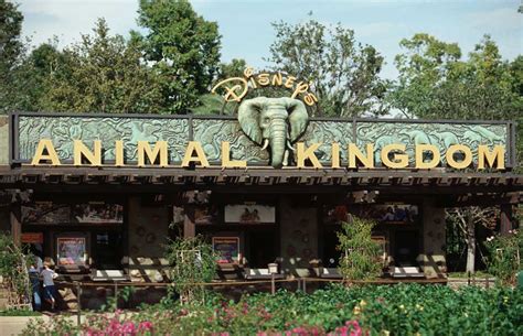 Disneys Animal Kingdom Viciadas Em Orlando