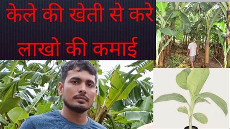 Banana Farming केले की व्यवसायिक खेती केले की वैज्ञानिक खेती Youtube