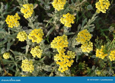 A Close Up Of Yellow Flowers Of Helichrysum Arenarium Dwarf Everlast