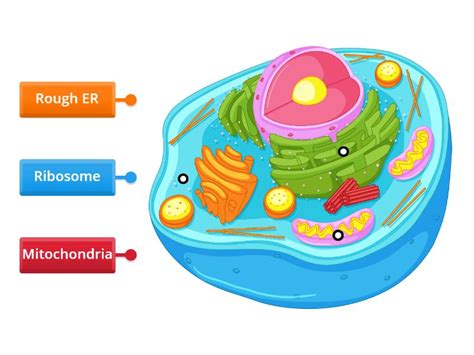 Animal Cell - Labelled diagram