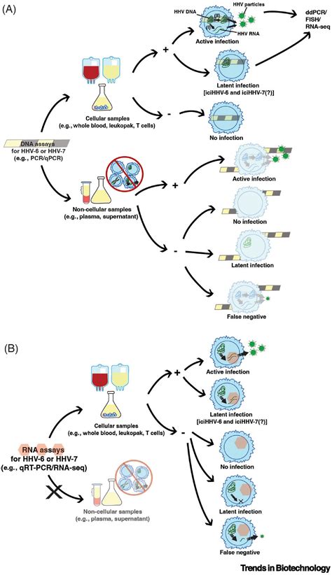 HHV-6 and HHV-7 reactivation in allogeneic CAR-T cell therapy: Trends