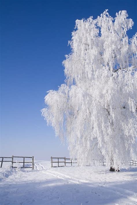 Frosty Tree By The Snowy Path Stock Photo Image Of Serene Frozen