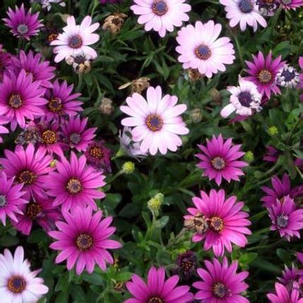 how to care for osteospermum