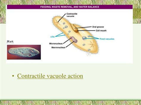 Contractile Vacuole In Animal Cell