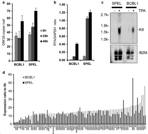 Kshv Encoded Mrna Was Induced By Tpa In Spel Cells A Real Time Pcr