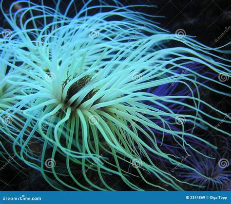 Seeanemonen Stockbild Bild Von Aktuell Meer Gl Hen