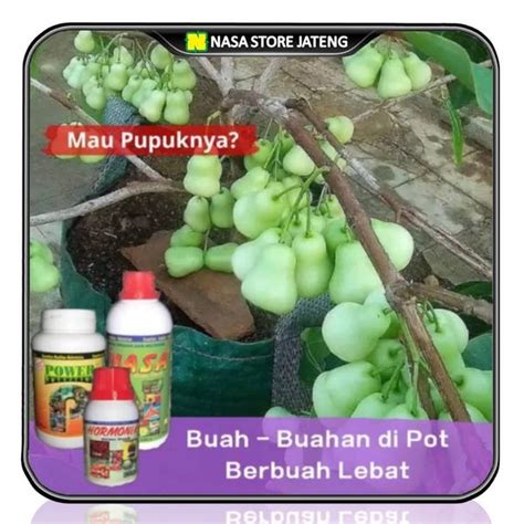 Jual Paket Pupuk Perangsang Bunga Dan Pelebat Buah Tabulampot Di Lapak