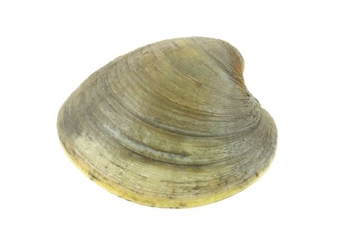 Oldest Clam Ever Recorded - American Oceans