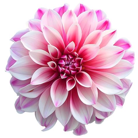 Premium Psd A Large Pink Flower With Purple Petals And The Center Is