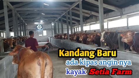 Kirim Sapi Ke Kandang Baru Kapasitas Ekor Kandang Nya Ada Kipas