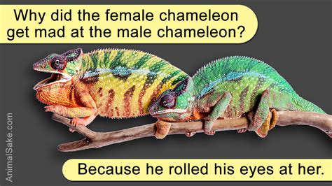 A Stunning List of Different Species of Chameleons With Pictures ...