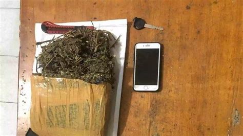 Kedapatan Bawa Ganja Seorang Mahasiswa Asal Pasaman Ditangkap Polres