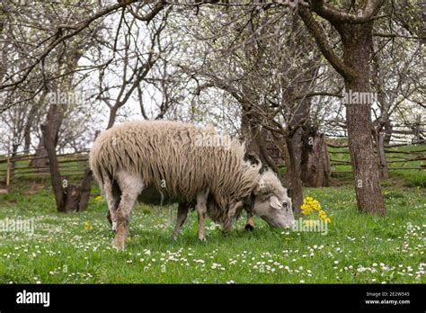 Sheep eating grass Stock Photo - Alamy