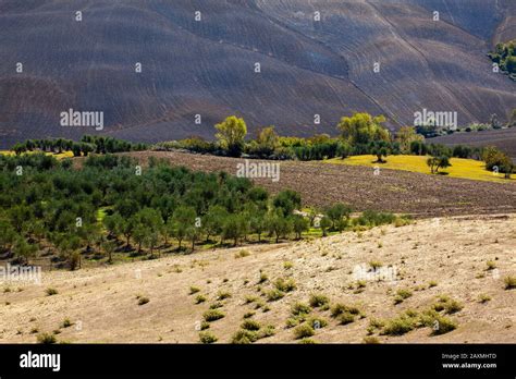 Scenery in the Crete Senesi Tuscany Stock Photo - Alamy